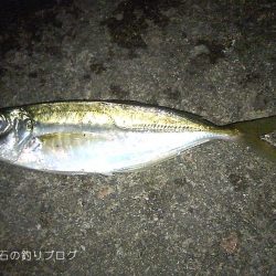 アジ19cm！