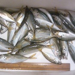 ファミリーでサビキ釣り