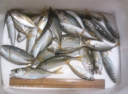 ファミリーでサビキ釣り