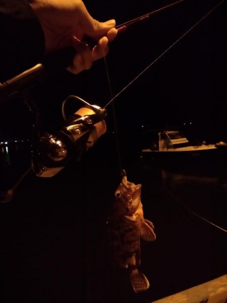 アジングとエギング