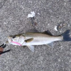 シーバス 夕方にゲット