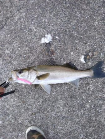 シーバス 夕方にゲット