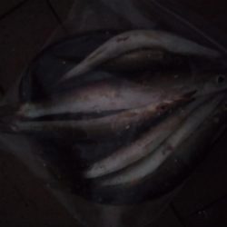 やっぱりかます。