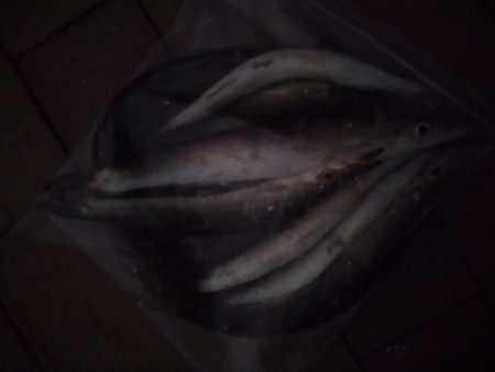 やっぱりかます。