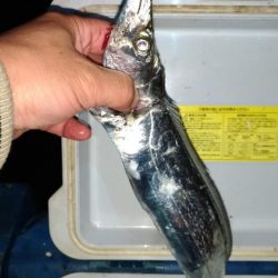 群れが変わったタチウオ。