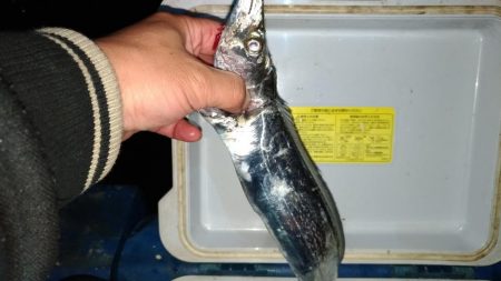 群れが変わったタチウオ。