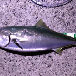 ジグサビキでハマチ!