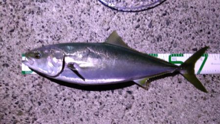 ジグサビキでハマチ!