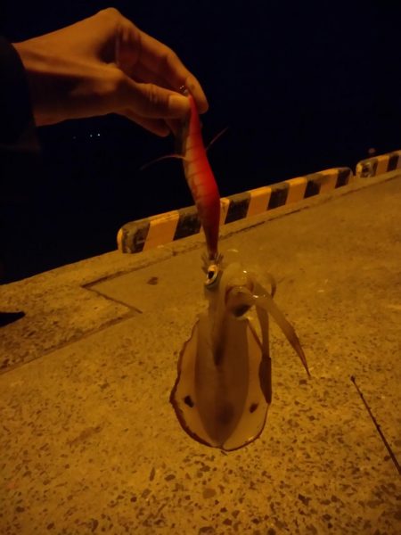 ヨルイカエギング