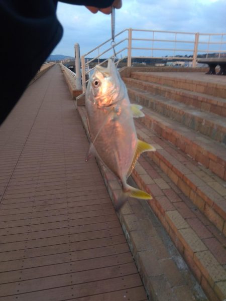 ライトショアジギング