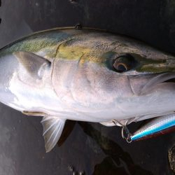 ハマチ75センチ