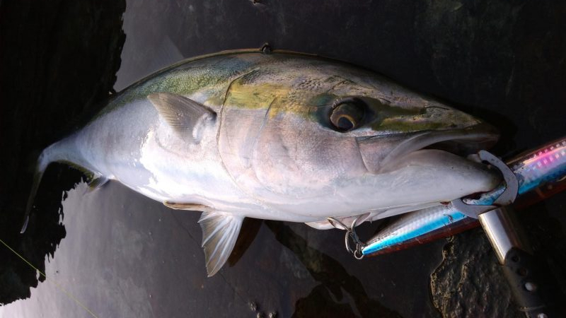 ハマチ75センチ