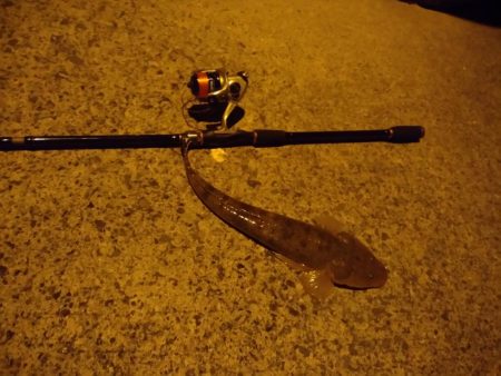 アジングと泳がせ