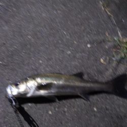 マイワシーバス