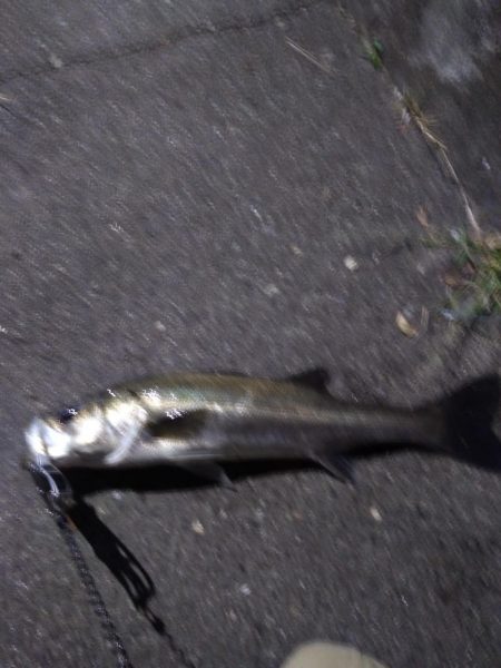 マイワシーバス