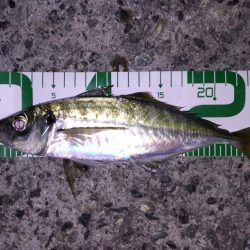 尺には届かんか…