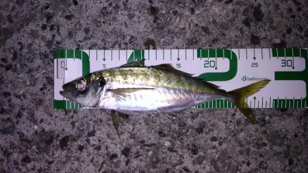 尺には届かんか…