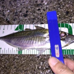 脂ノリノリアジ