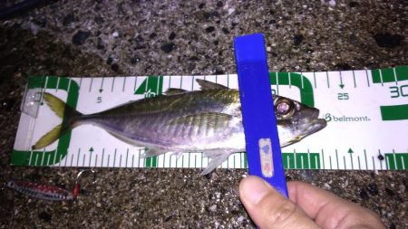 脂ノリノリアジ