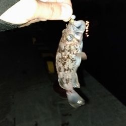 アジングのつもりが…