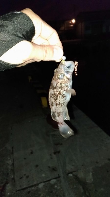 アジングのつもりが…