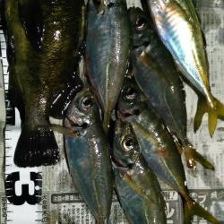 週末、釣り人（エギング）多いですね。