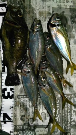 週末、釣り人（エギング）多いですね。