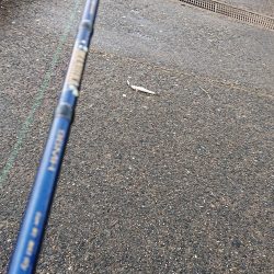 朝はエソ、夜はイカ