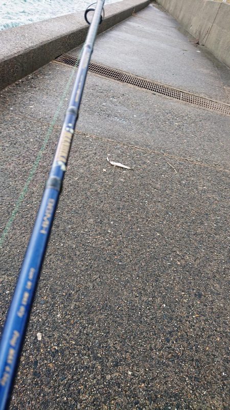 朝はエソ、夜はイカ