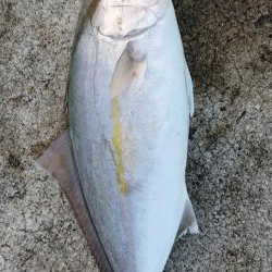 いろんな魚種が釣れました！