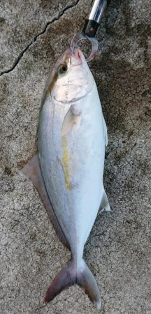いろんな魚種が釣れました！