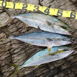 ヒラマサ 三兄弟