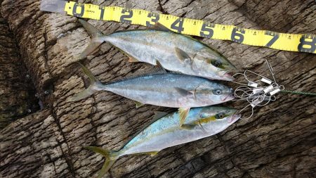 ヒラマサ 三兄弟