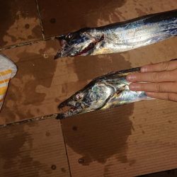 タチウオワインド☆