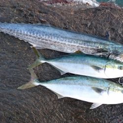 本命ヒラマサは確保できませんでしたが。