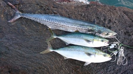 本命ヒラマサは確保できませんでしたが。