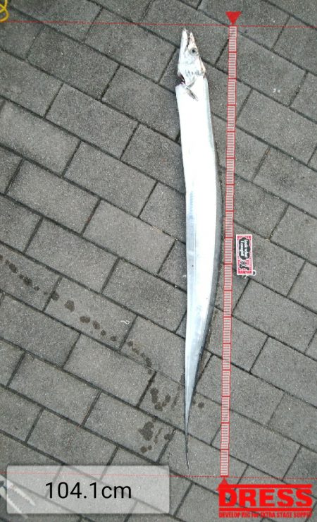 ついにドラゴン