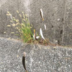 武庫川尻でアジとサヨリ爆釣
