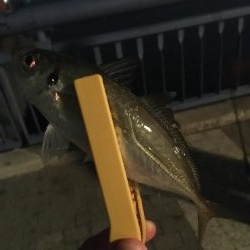 仕事終わりのアジング