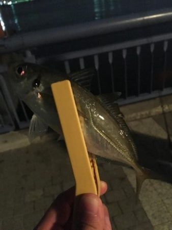 仕事終わりのアジング