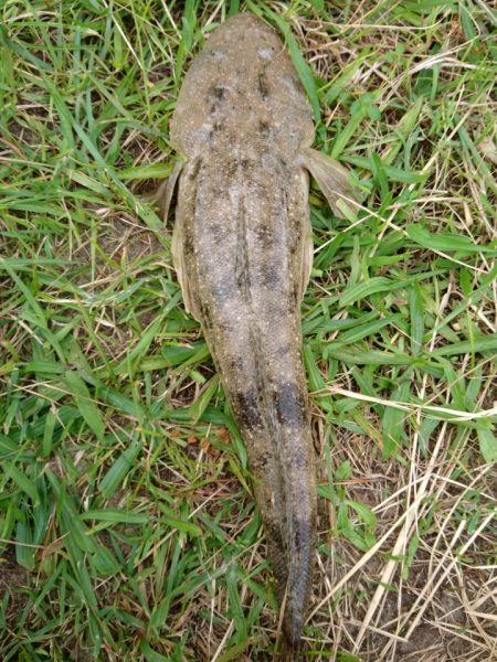 エギングロットでまごち