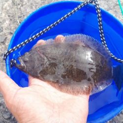 マゴチゲット！