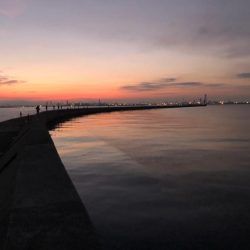 武庫一でハマチ、サゴシ