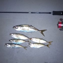 仕事終わりにアジング行って来ました。