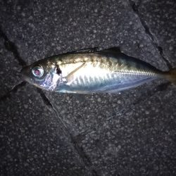 やとアジング連発する事が出来ました。