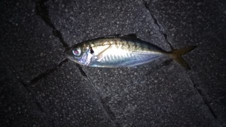 やとアジング連発する事が出来ました。