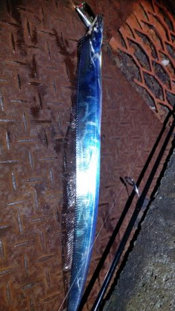 シーバス狙いがまたしても