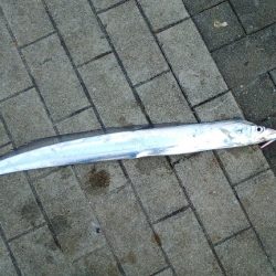 シーサイドコスモが釣れてると言う事で