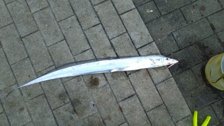 シーサイドコスモが釣れてると言う事で