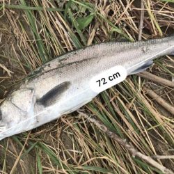 これは、シーバスが来てるで